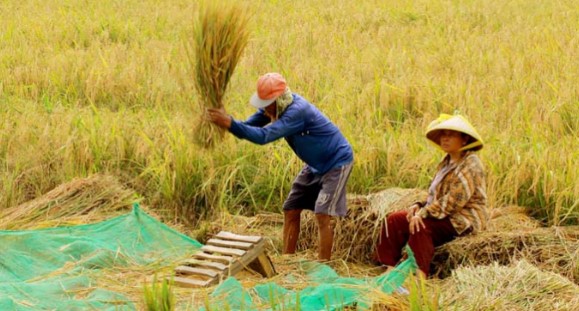 Masyarakat daerah dataran rendah sebagai petani padi